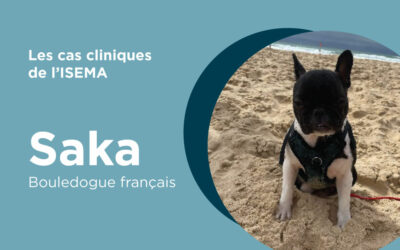 Saka – Bouledogue français