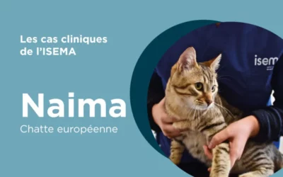 Naima – Chatte européenne